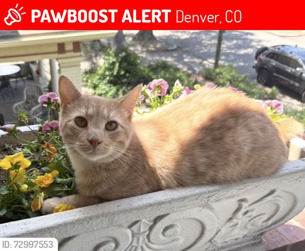 Lost Male Cat last seen 13th and Williams St, Denver, CO 80218