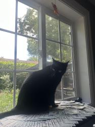 Lost Male Cat last seen safeway , Beaverton, OR 97008