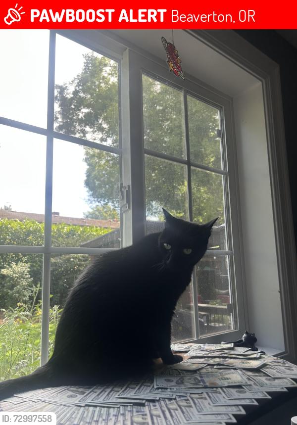 Lost Male Cat last seen safeway , Beaverton, OR 97008