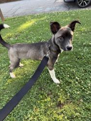 Found/Stray Female Dog last seen old hull rd apmts, Athens, GA 30601