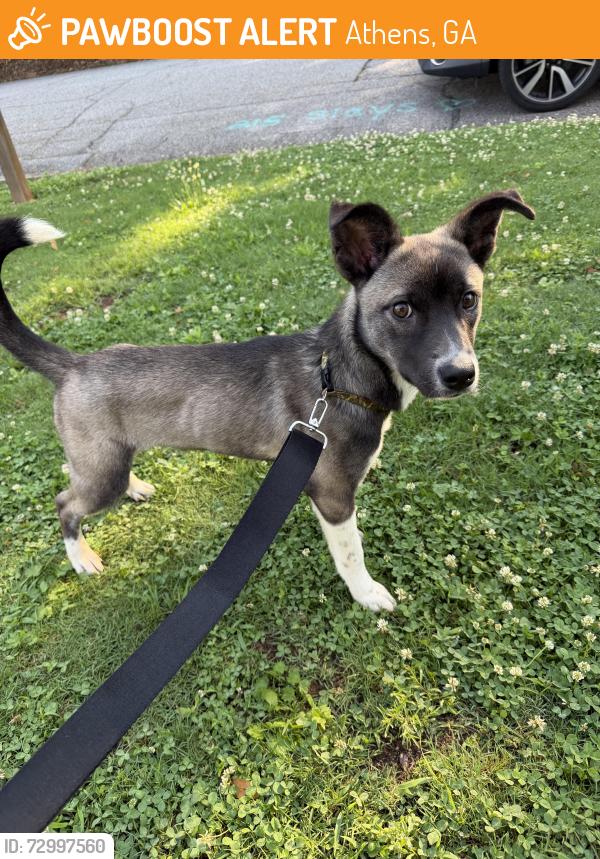 Found/Stray Female Dog last seen old hull rd apmts, Athens, GA 30601