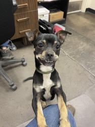 Found/Stray Male Dog last seen I-17 and Van Buren, Phoenix, AZ 85009