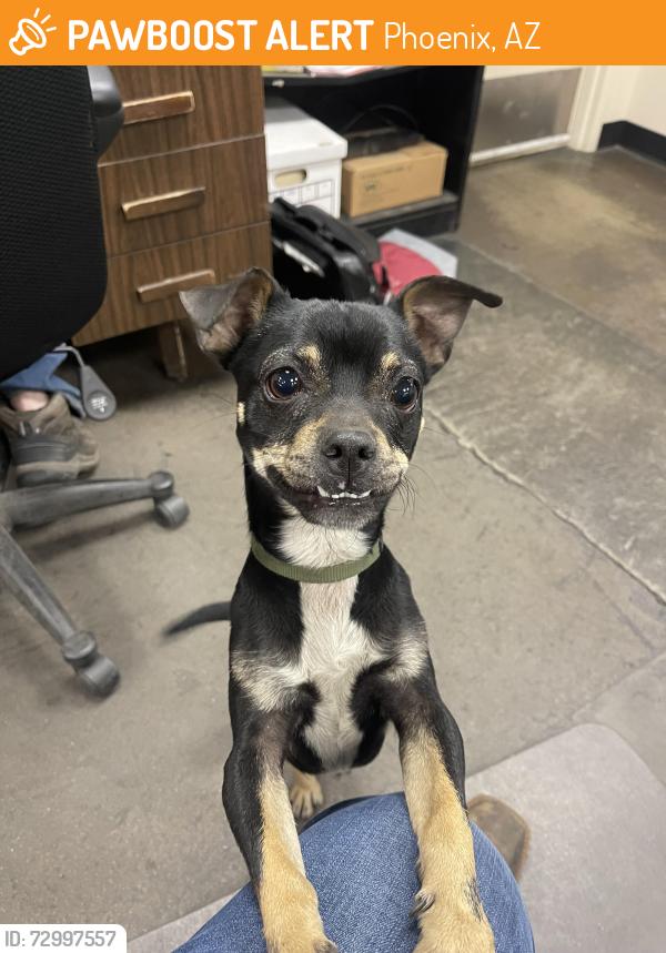 Found/Stray Male Dog last seen I-17 and Van Buren, Phoenix, AZ 85009