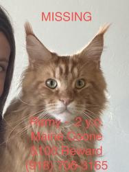 Lost Male Cat last seen Post Road & Farmhouse Ln (North of 2nd St), Arcadia, OK 73007