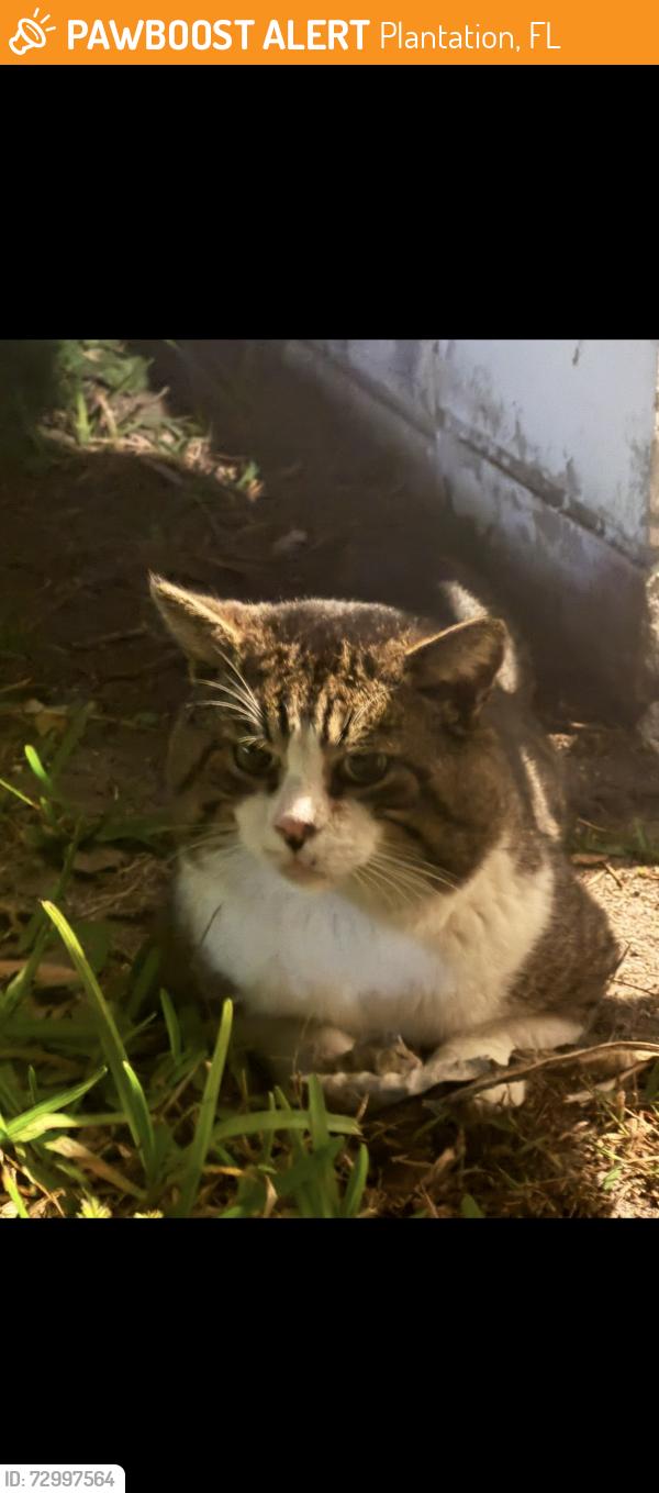 Found/Stray Male Cat last seen Plantation, Plantation, FL 33313