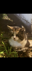 Found/Stray Male Cat last seen Plantation, Plantation, FL 33313