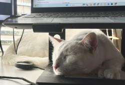 Reunited Male Cat last seen Corner of Derringer Trail and Annie Oakley Trail in North Lamar, Austin, TX 78753
