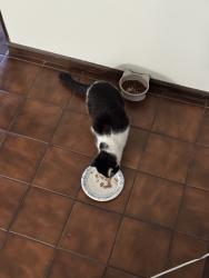 Reunited Female Cat last seen Near Ridgeside Ln and N Parkside Dr, Hoffman Estates, IL 60192