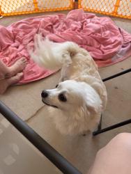 Reunited Male Dog last seen Marble Leaf neighborhood , Edmond, OK 73013