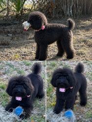 Lost Female Dog last seen Lake Mary Jane and Caprese, Orlando, FL 32832