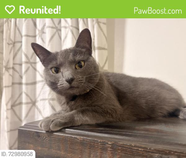 Reunited Female Cat last seen Sadler rd , Innsbrook, VA 23060