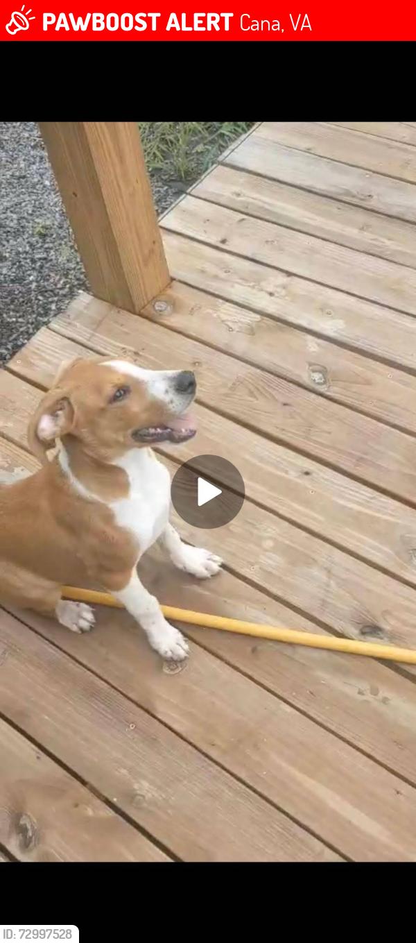Lost Male Dog last seen Epworth Road at Hawks Drive , Cana, VA 24317