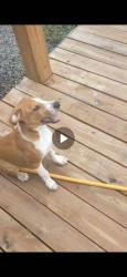 Lost Male Dog last seen Epworth Road at Hawks Drive , Cana, VA 24317