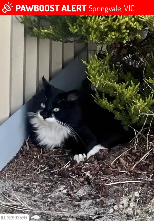 Lost Unknown Bird last seen Mc Donald, Springvale, VIC 3171