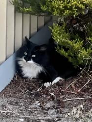 Lost Unknown Bird last seen Mc Donald, Springvale, VIC 3171