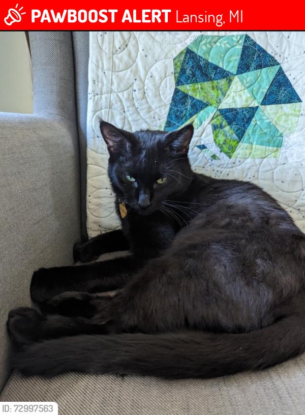 Lost Female Cat last seen Near Clifton Ave., Lansing, MI 48910