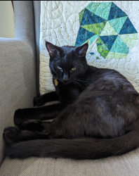 Lost Female Cat last seen Near Clifton Ave., Lansing, MI 48910