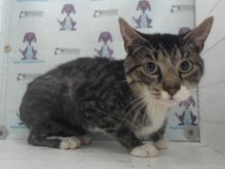 Shelter Stray Male Cat last seen , 2769 Conroy Rd, Orlando, FL 32839, USA