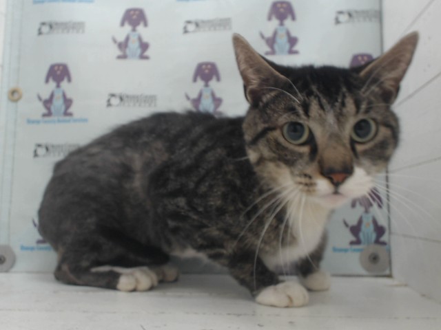 Shelter Stray Male Cat last seen , 2769 Conroy Rd, Orlando, FL 32839, USA