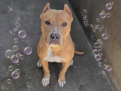 Shelter Stray Male Dog last seen , 14409 Vanowen St, Van Nuys, CA 91405, USA