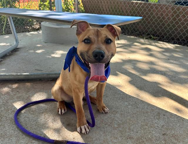 Shelter Stray Male Dog last seen CHARLOTTE, 8315 Byrum Dr, Charlotte, NC 28217, USA