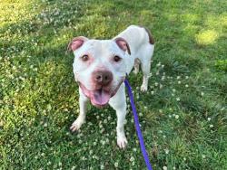 Shelter Stray Male Dog last seen CHARLOTTE, 8315 Byrum Dr, Charlotte, NC 28217, USA