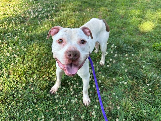 Shelter Stray Male Dog last seen CHARLOTTE, 8315 Byrum Dr, Charlotte, NC 28217, USA