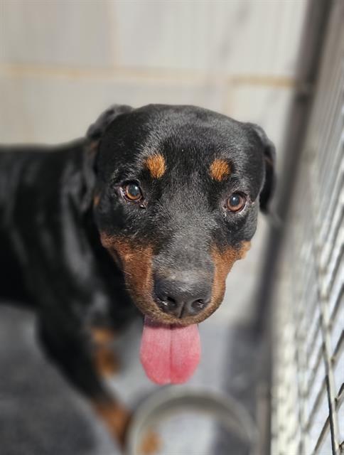 Shelter Stray Male Dog last seen CHARLOTTE, 8315 Byrum Dr, Charlotte, NC 28217, USA