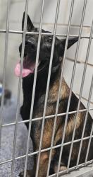 Shelter Stray Male Dog last seen CHARLOTTE, 8315 Byrum Dr, Charlotte, NC 28217, USA