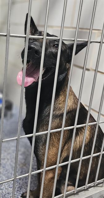 Shelter Stray Male Dog last seen CHARLOTTE, 8315 Byrum Dr, Charlotte, NC 28217, USA