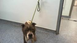 Shelter Stray Female Dog last seen CHARLOTTE, 8315 Byrum Dr, Charlotte, NC 28217, USA
