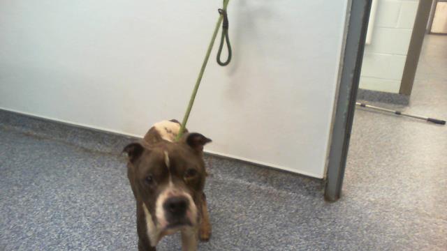 Shelter Stray Female Dog last seen CHARLOTTE, 8315 Byrum Dr, Charlotte, NC 28217, USA