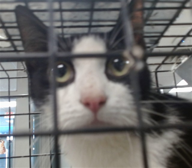 Shelter Stray Unknown Cat last seen Near BLOCK S WOODWARD AVE, 2811 SE 29th St, Oklahoma City, OK 73129, USA