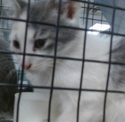 Shelter Stray Male Cat last seen Near BLOCK S WOODWARD AVE, 2811 SE 29th St, Oklahoma City, OK 73129, USA