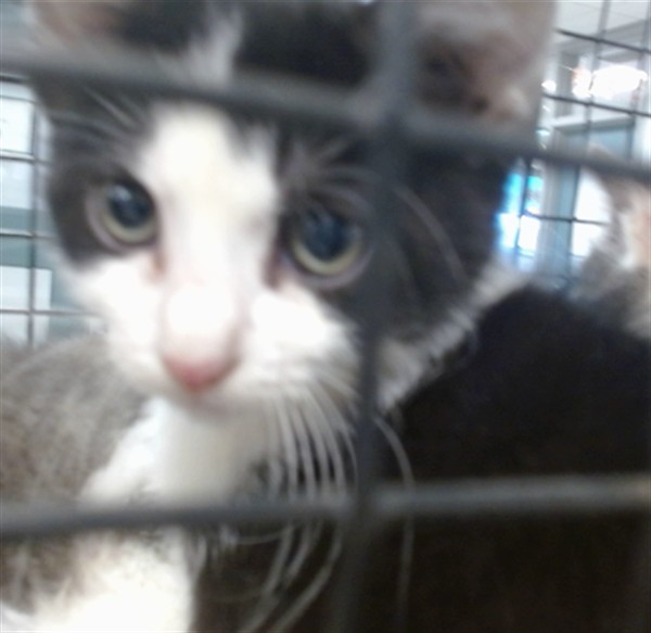 Shelter Stray Female Cat last seen Near BLOCK S WOODWARD AVE, 2811 SE 29th St, Oklahoma City, OK 73129, USA