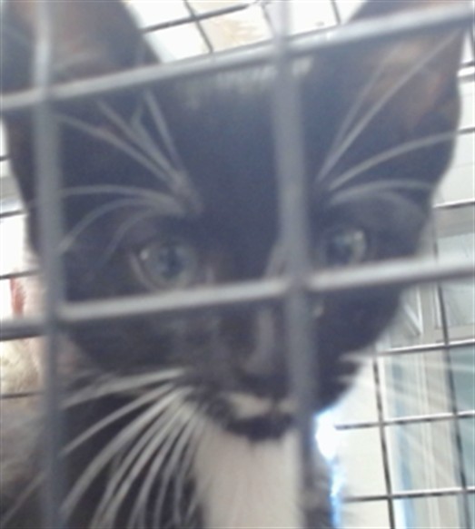 Shelter Stray Male Cat last seen Near BLOCK S WOODWARD AVE, 2811 SE 29th St, Oklahoma City, OK 73129, USA