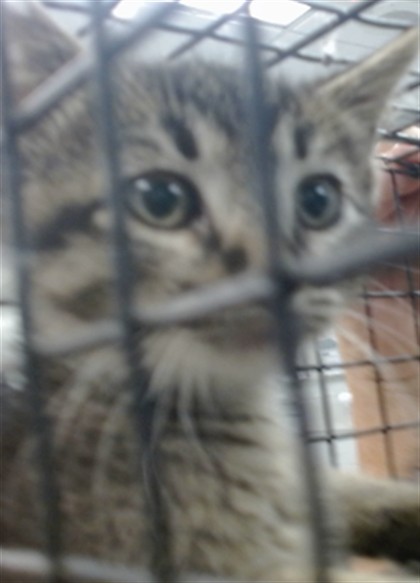 Shelter Stray Male Cat last seen Near BLOCK S WOODWARD AVE, 2811 SE 29th St, Oklahoma City, OK 73129, USA
