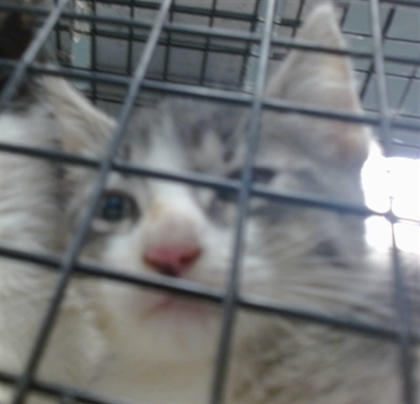 Shelter Stray Male Cat last seen Near BLOCK S WOODWARD AVE, 2811 SE 29th St, Oklahoma City, OK 73129, USA