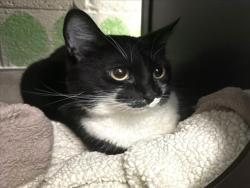Shelter Stray Female Cat last seen , West Valley Animal Shelter, 20655 Plummer St, Chatsworth, CA 91311, USA