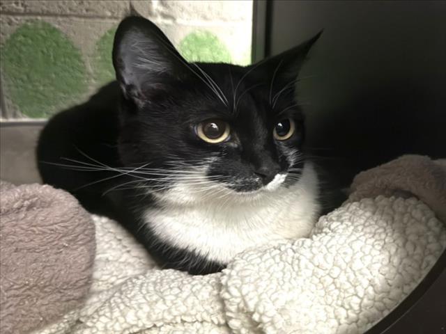 Shelter Stray Female Cat last seen , West Valley Animal Shelter, 20655 Plummer St, Chatsworth, CA 91311, USA