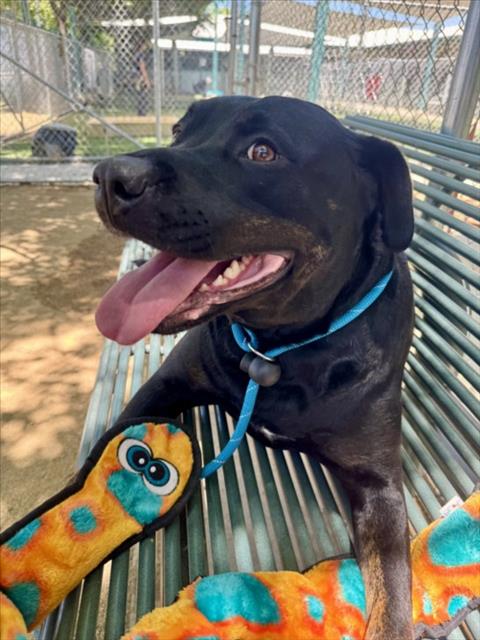 Shelter Stray Female Dog last seen , West Valley Animal Shelter, 20655 Plummer St, Chatsworth, CA 91311, USA