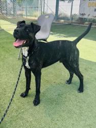 Shelter Stray Male Dog last seen , West Valley Animal Shelter, 20655 Plummer St, Chatsworth, CA 91311, USA