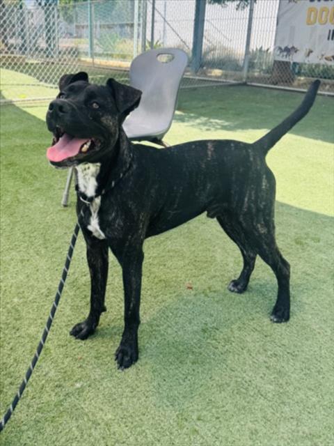 Shelter Stray Male Dog last seen , West Valley Animal Shelter, 20655 Plummer St, Chatsworth, CA 91311, USA