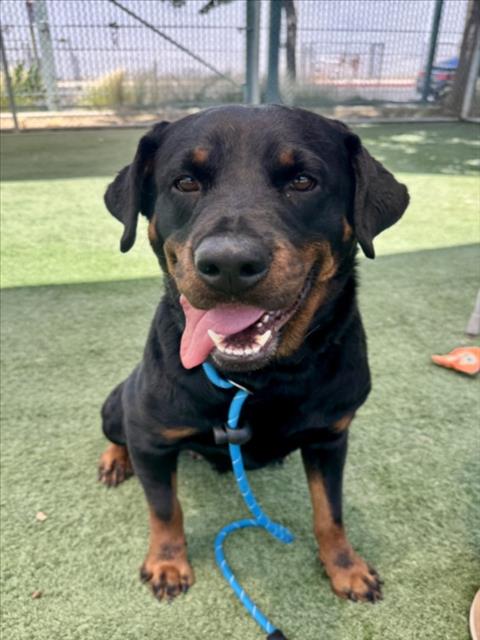 Shelter Stray Female Dog last seen , West Valley Animal Shelter, 20655 Plummer St, Chatsworth, CA 91311, USA
