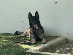 Shelter Stray Female Dog last seen , West Valley Animal Shelter, 20655 Plummer St, Chatsworth, CA 91311, USA