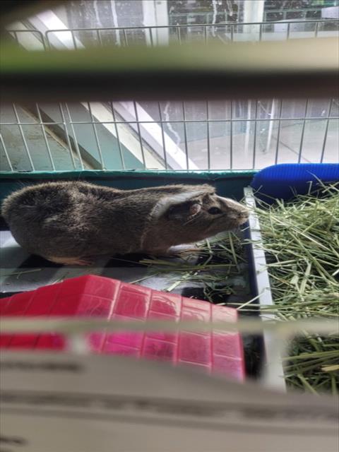 Shelter Stray Unknown Other last seen , 1850 W 60th St, Los Angeles, CA 90047, USA