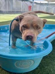Shelter Stray Female Dog last seen , West Valley Animal Shelter, 20655 Plummer St, Chatsworth, CA 91311, USA