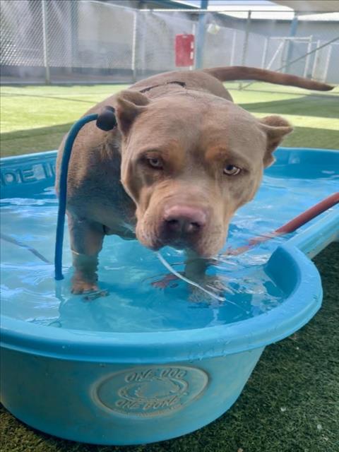 Shelter Stray Female Dog last seen , West Valley Animal Shelter, 20655 Plummer St, Chatsworth, CA 91311, USA
