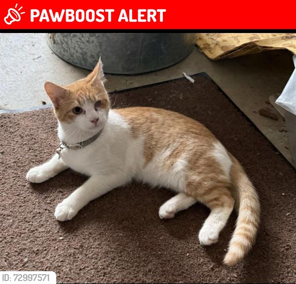 Lost Male Cat last seen Marina Rd Irmo Sc , Lake Murray of Richland, SC 29063