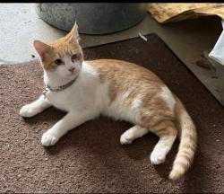 Lost Male Cat last seen Marina Rd Irmo Sc , Lake Murray of Richland, SC 29063